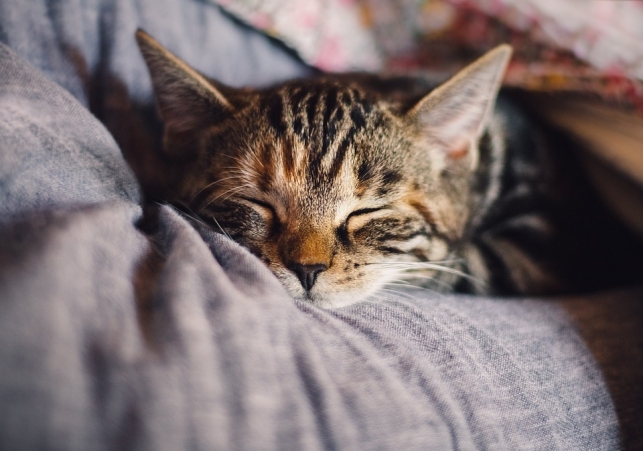 zakazenia kotow ptasia grypa