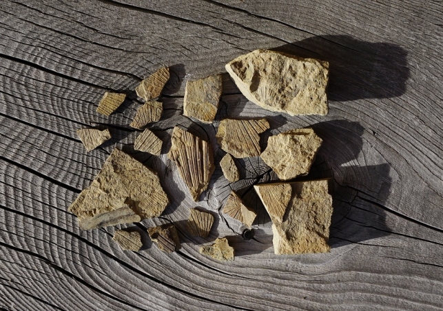 odkrycie skamieniałości w Miedarach