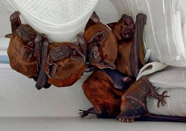 nietoperze na klatkach schodowych