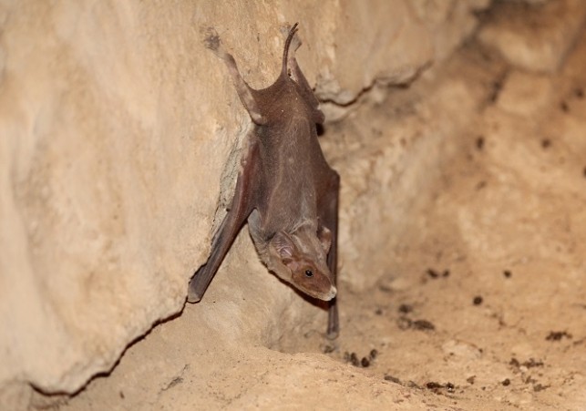 nietoperze sudanu