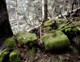 moss-and-stones-1374463