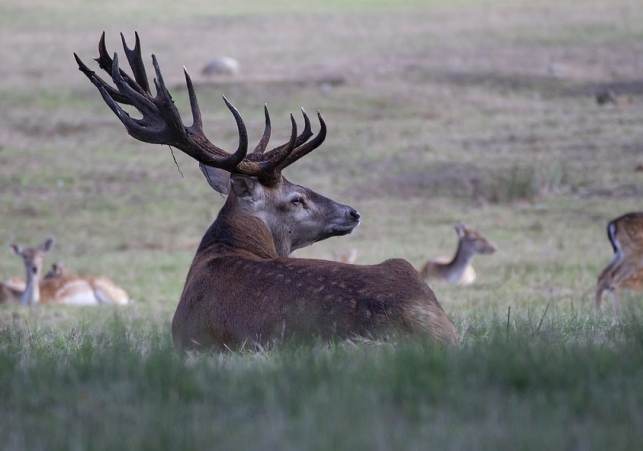 zbieracze poroza jelenia